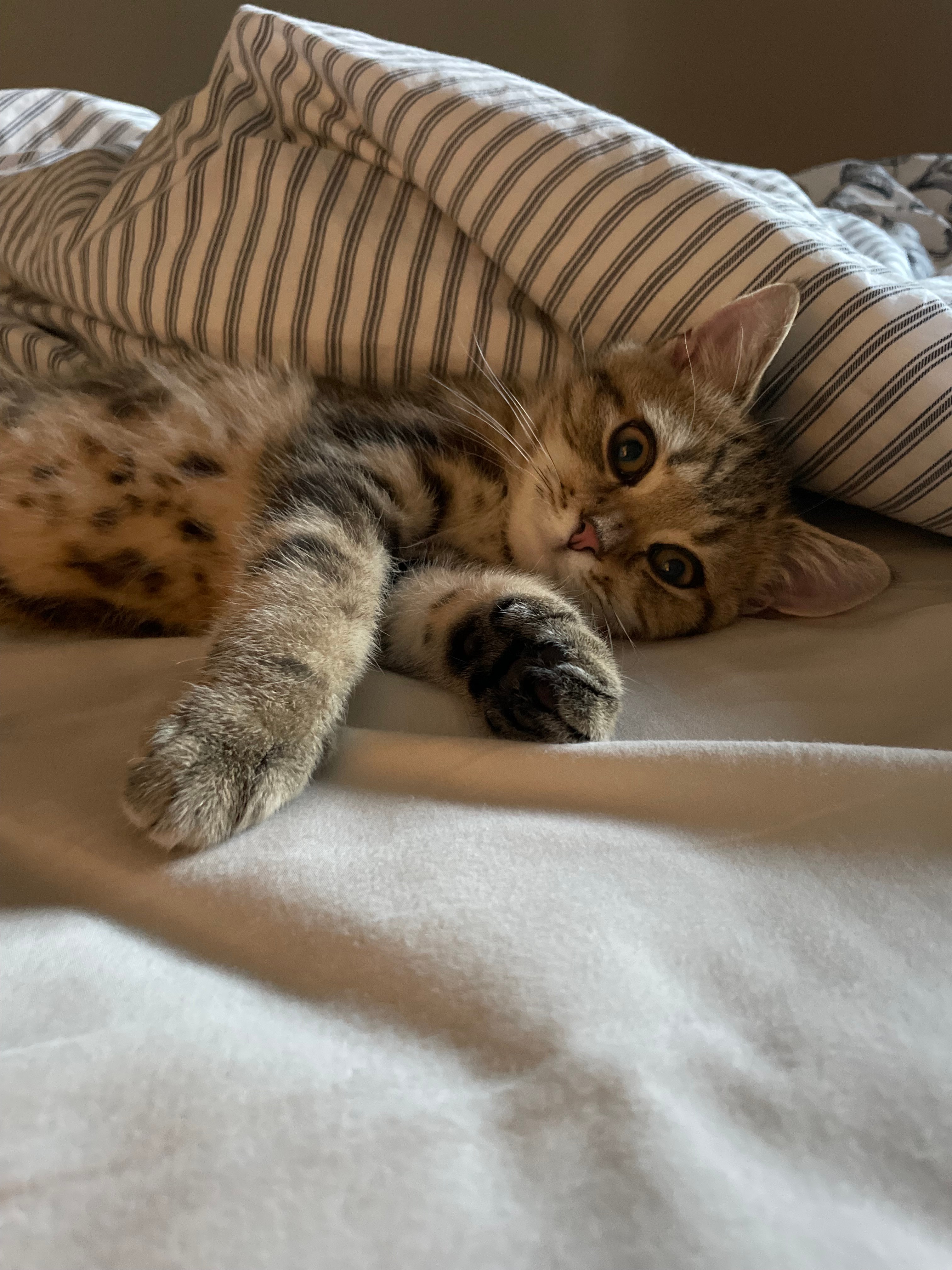 A tabby cat curled up on a striped blanket